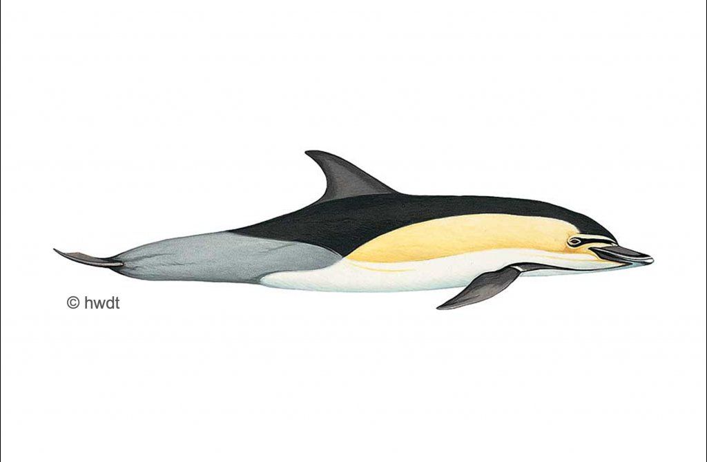 Why does the Common Dolphin have this large yellow patch on it's sides, as well as having this "tricolored" division specifically instead of a simpler countershading pattern?