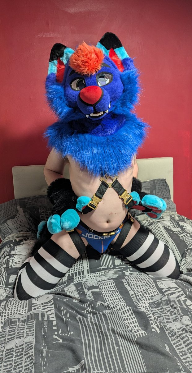 OdifuskyA's tweet photo. Would you tug on his harness and watch him melt into submission 😏 https://t.co/ztzBD7ySXm