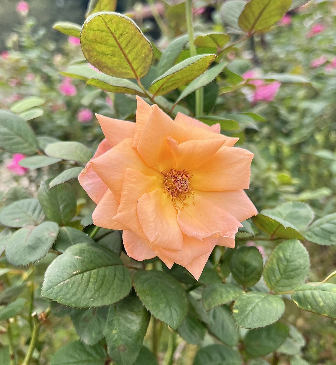 ryu ryu 🍥 ❌No DMs please🍥🐯🎹🎸 fx 🍚🌼🍺… (@ryuryu20981567