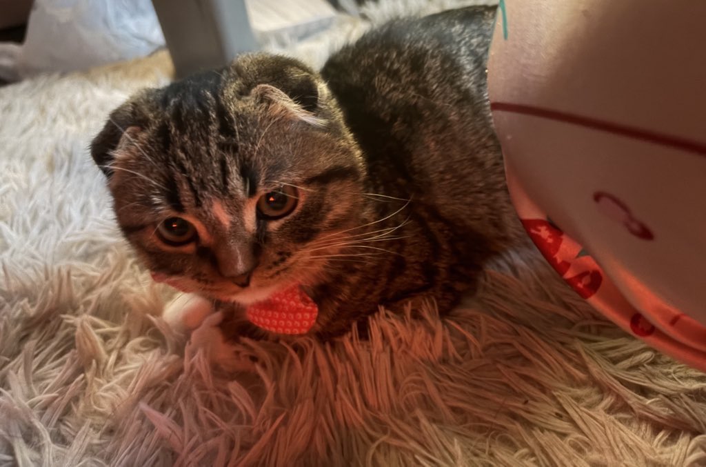 ちびが起きて来た🐈
寒くて布団からヒーターの前に移動