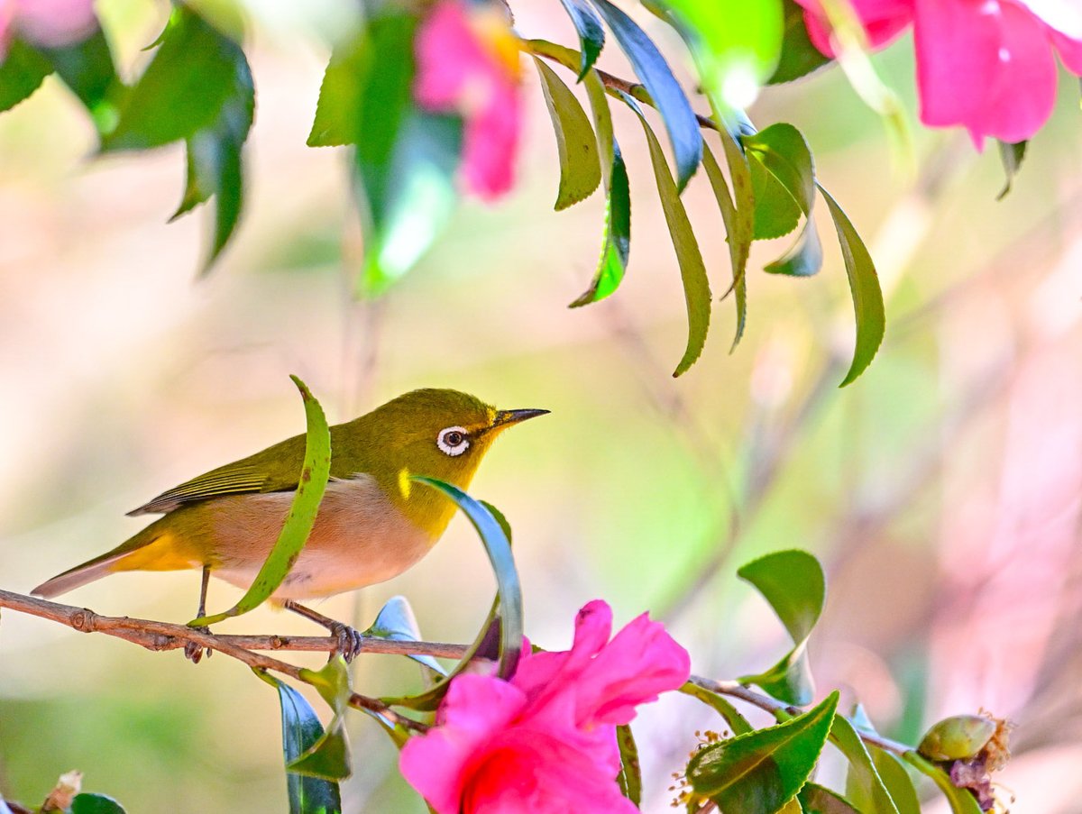 Post by まるちー on X: メジロ🌺