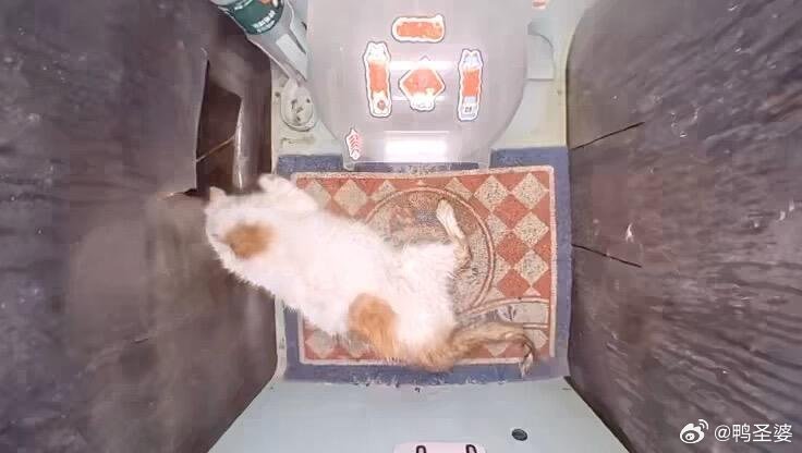 Nimernight tweet media