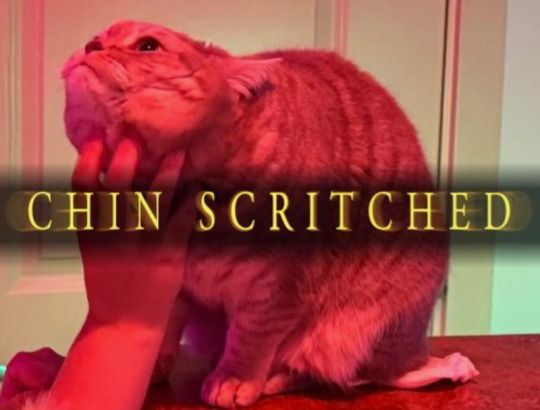 Cool Cat Society (@coolcatsociety) on Twitter photo 