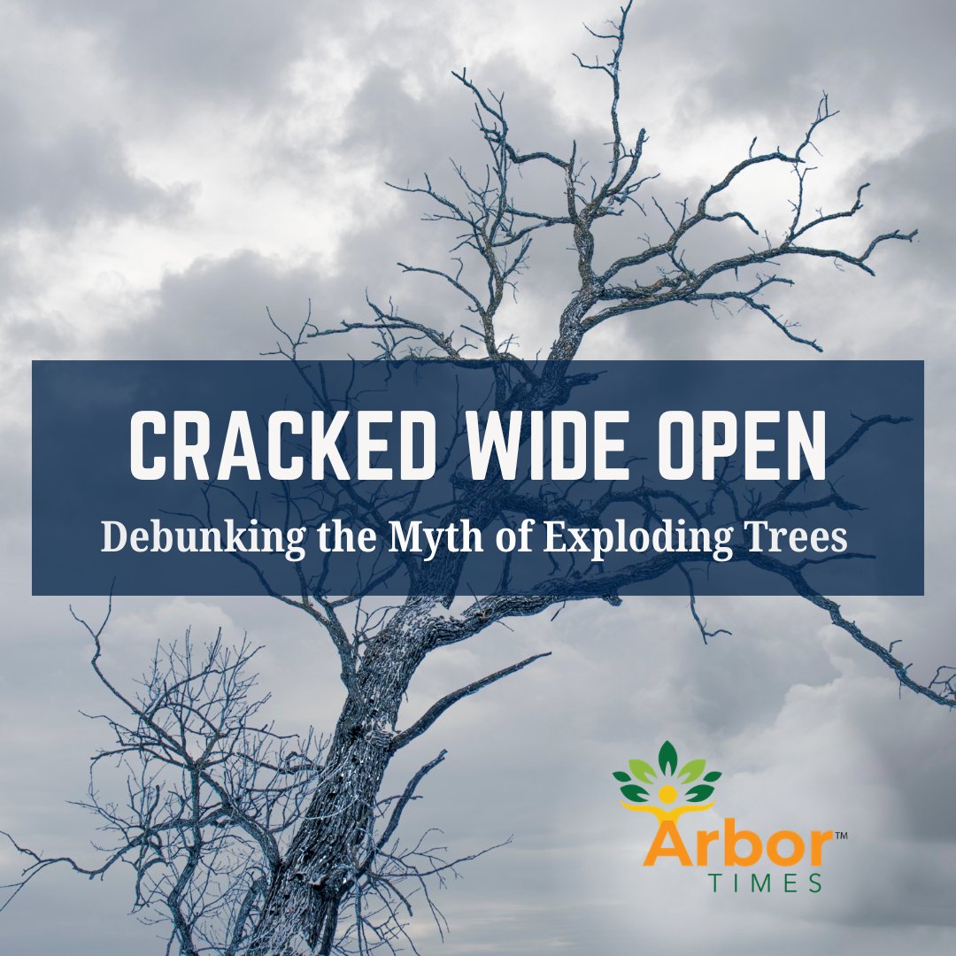 The “exploding trees” phenomenon has become an internet sensation. But is this true? Are trees really exploding because of the cold?

Find out in our latest article: na2.hubs.ly/H03CHDH0

#arbortimes #thoughtleadership #planthealthcare #treecare #arborist #treecareindustry