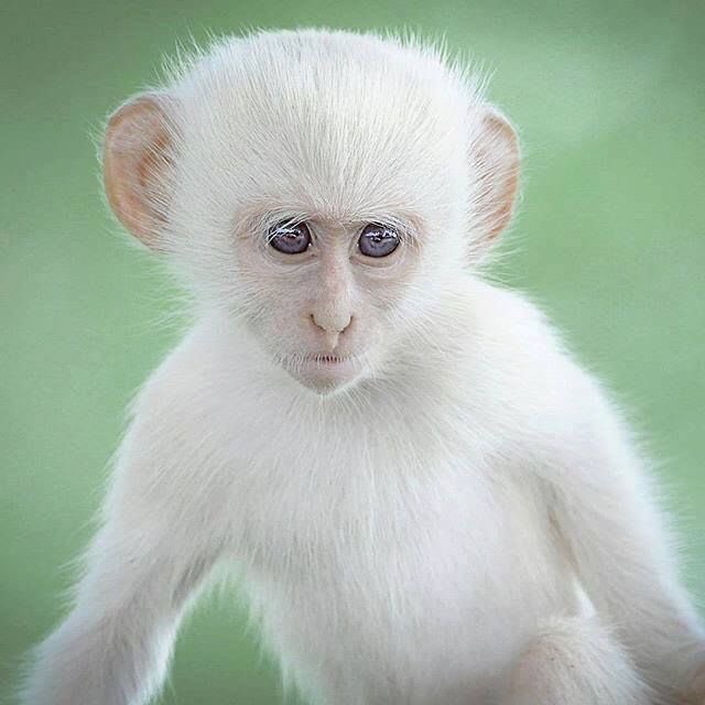 lord isaac tweet media