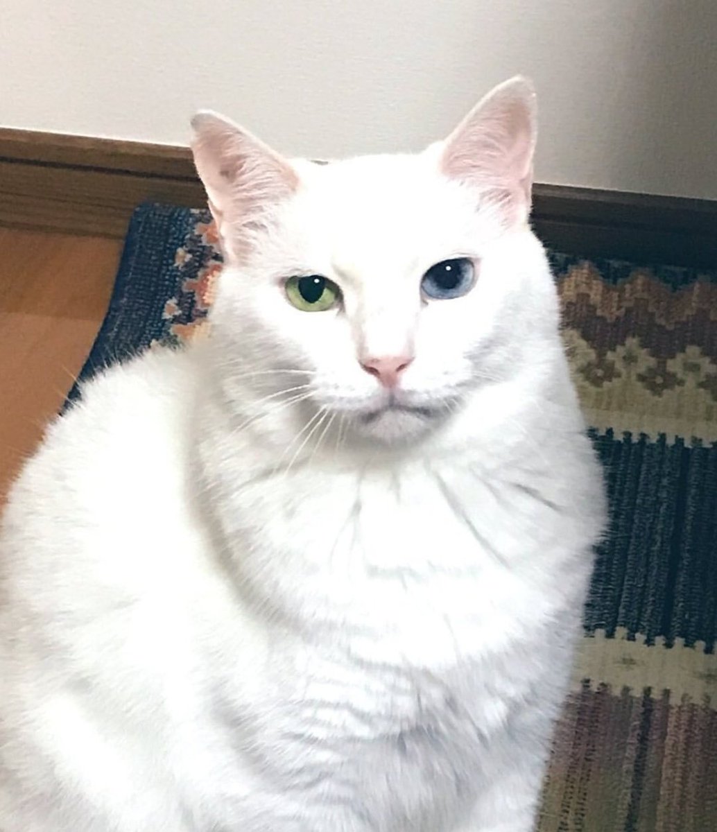 mitski data tweet media