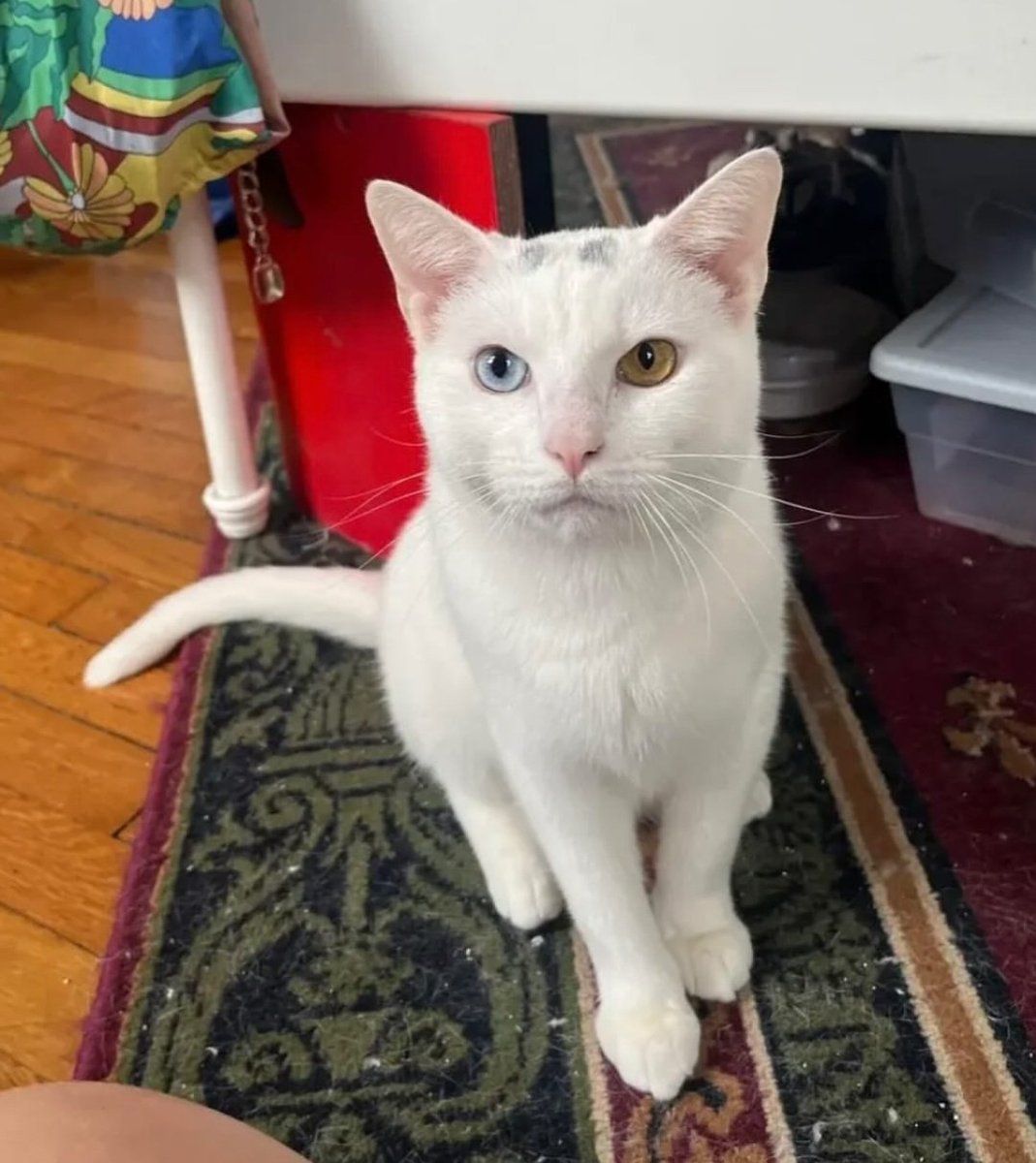 mitski data tweet media