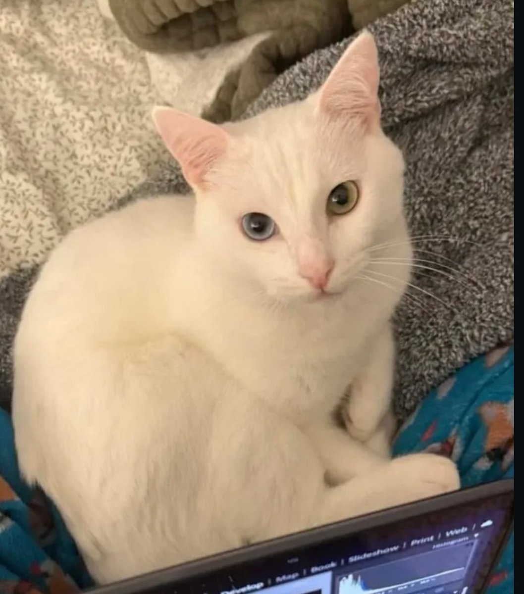 mitski data tweet media