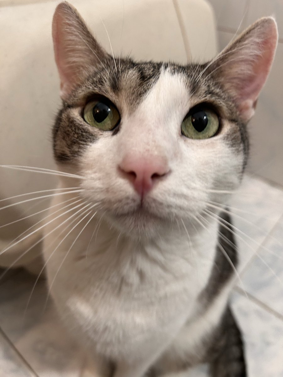 booly.dev tweet media