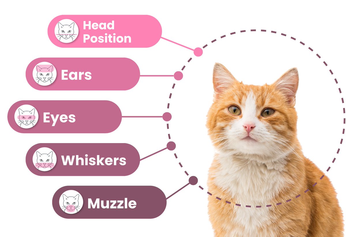 Gökçe Coşkun tweet media