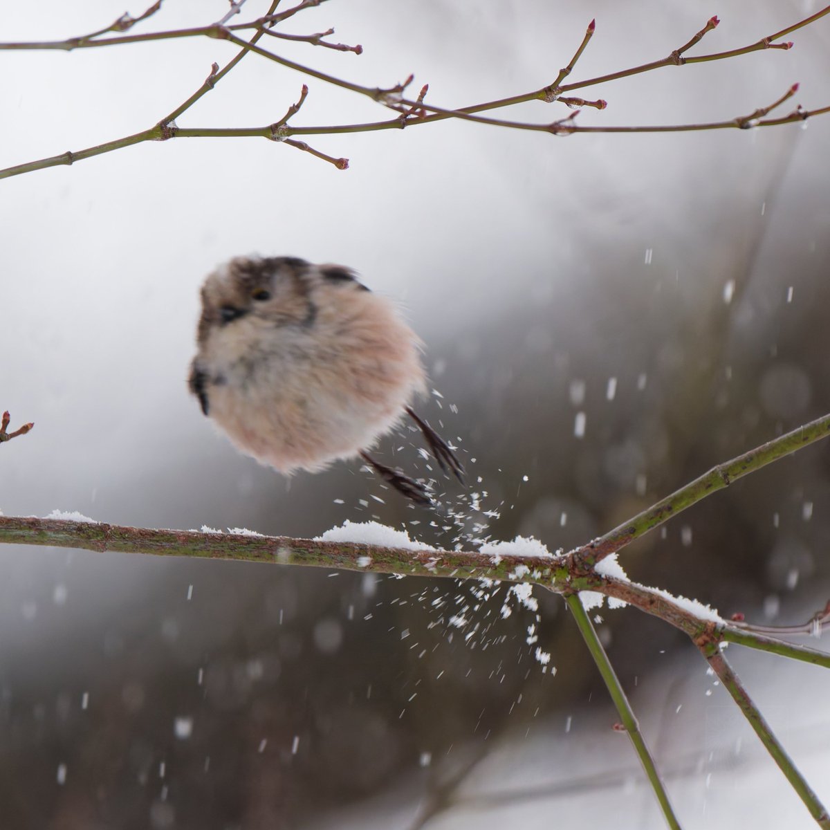 写真を撮るから止まれ？
待ってられねぇ！
є(･Θ･｡)э››
#エナガ
#LongTailedTit
#野鳥撮影