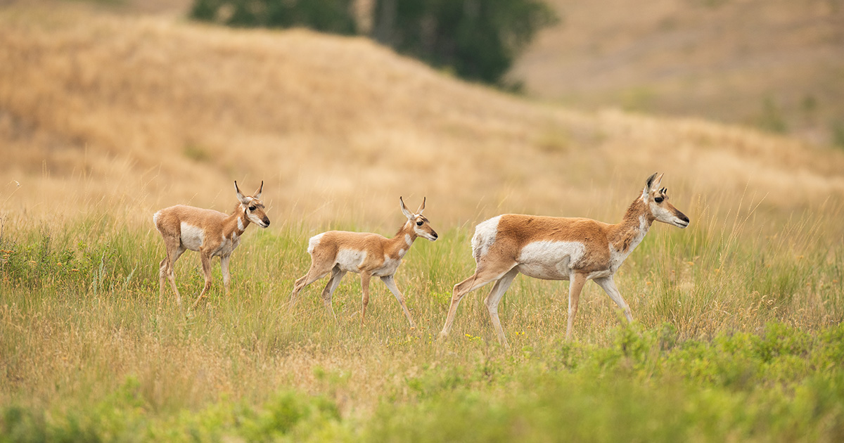National Fish and Wildlife Foundation tweet media