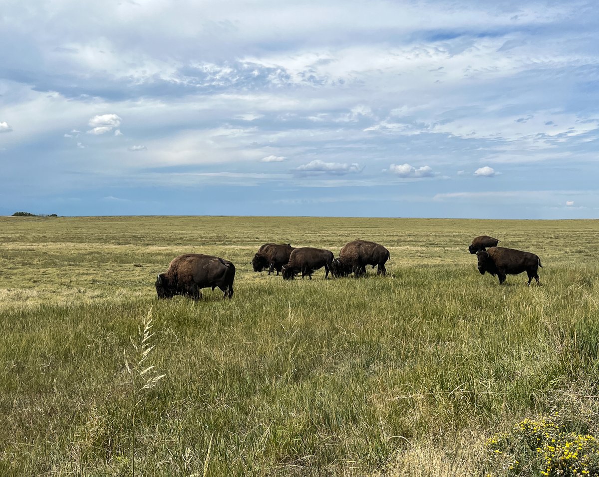 Support Broomfield's open spaces! Join the Speaker Series webinar Feb 12, 7 p.m. with Shannon Dennison on bison management evolution and community stewardship. Free admission, no registration needed. Join the meeting, or watch previously held sessions at: Broomfield.org/SpeakerSeries
