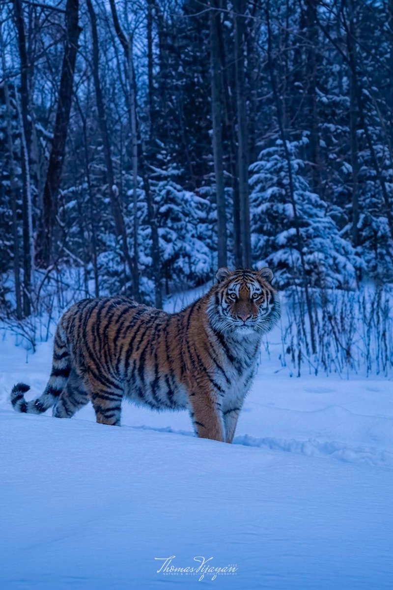 SMNK1972's tweet image. The king of cats. The Siberian Tiger here photographed in the very harsh winters of Russian Siberia at temps of -40. Credit to Thomas Vijayan
