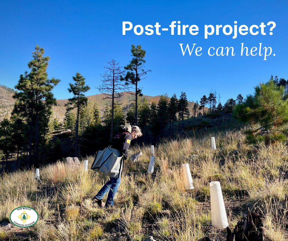 Got a post-fire project? Consider our new Carbon Stewardship Program!

This is the first cost-share program in the state to offer direct payments for post-fire recovery, from contour felling to seeding and restoration.

Apply now! Visit emnrd.nm.gov/sfd/forest-and…