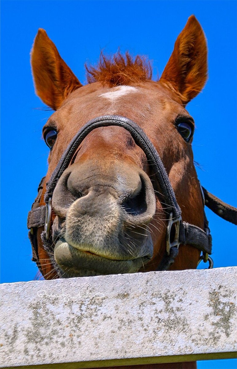 So obsessed with this photo of Ope, he's such a cutie! So silly of him. I can't believe this was a horse that got so much hate from simply winning..