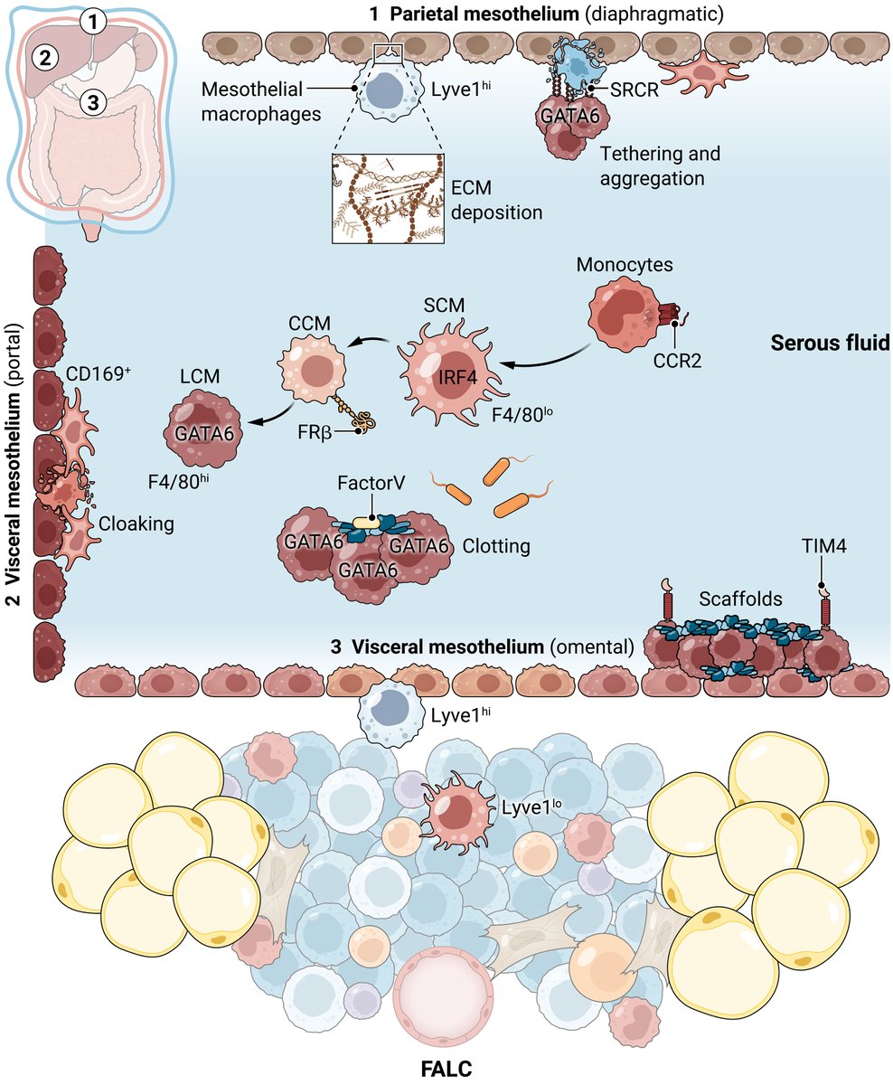 ScienceMagazine's tweet photo. A new Review discusses the immune makeup within the peritoneal, pleural, and pericardial cavities, including changes that occur during conditions such as cancer and endometriosis. 

Learn more in @SciImmunology: https://t.co/jAiDjTR8K7 https://t.co/kppHAUQ7O1