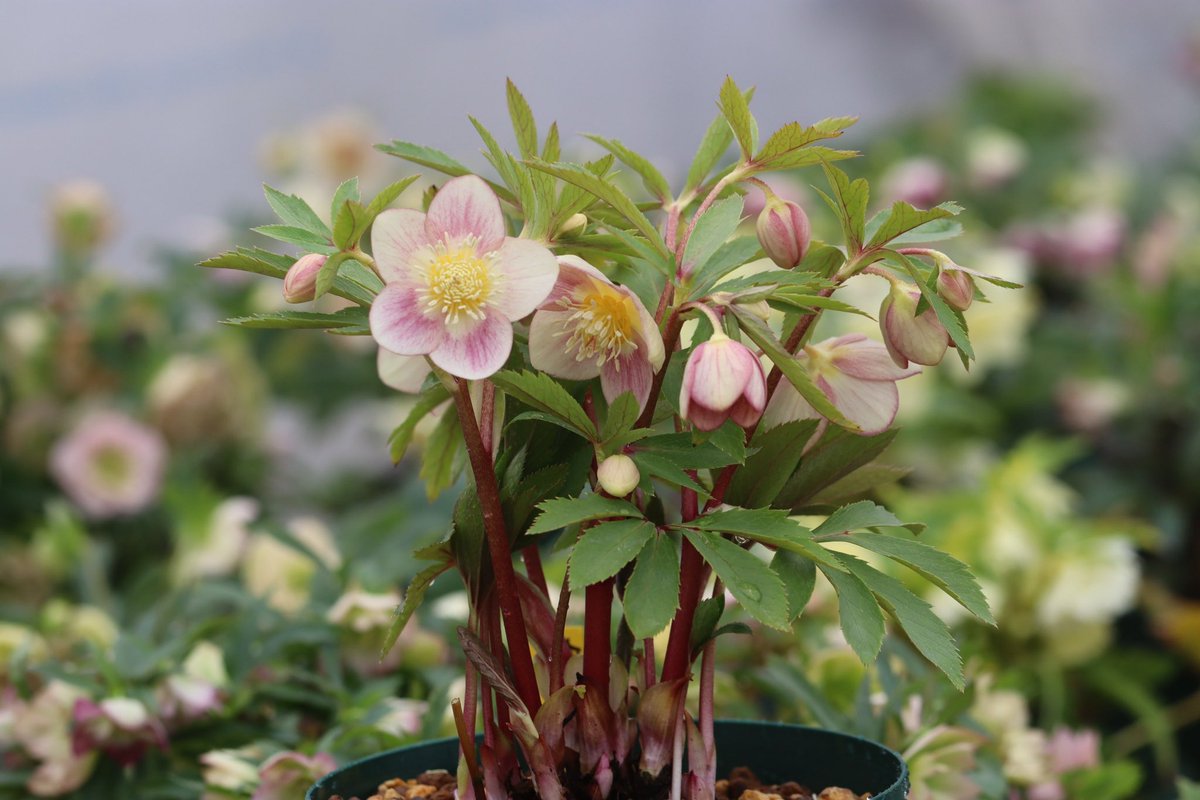 オキシ系いろは 親株にしようかどうしようか1週間ぐらい悩んで