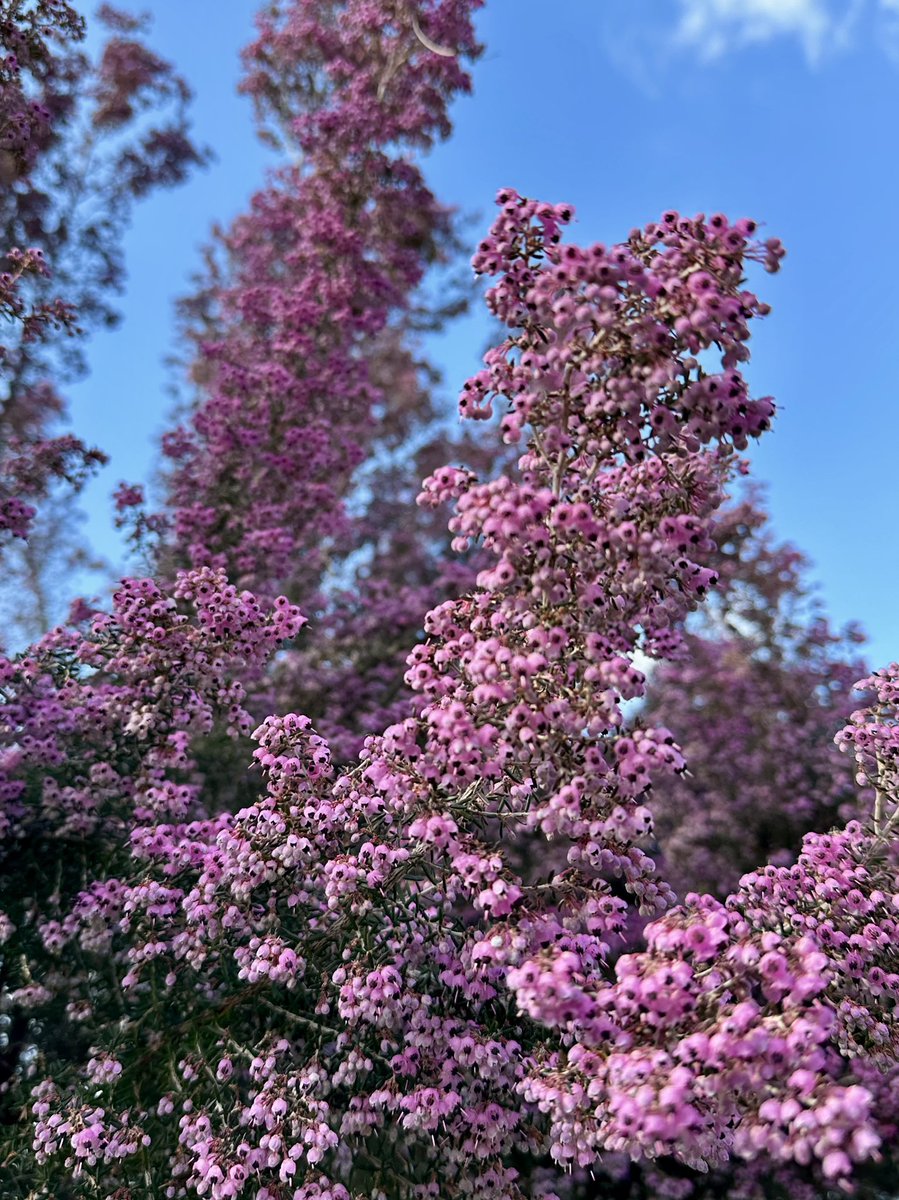 Cloudsailor / 星羅の一日一花 (@sjyszm) / Posts / X