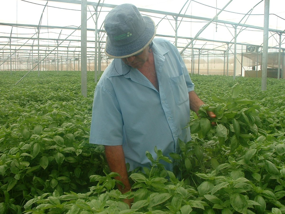 Conozcamos lo que es la destrucción creativa aplicada a la #agricultura. Indaguemos sobre los 2 tipos de conocimiento como motores de cambio: 1) Conocimiento proposicional y 2) Conocimiento prescriptivo.  linkedin.com/pulse/la-destr…    #innovacion #Sostenibilidad #Emprendimiento