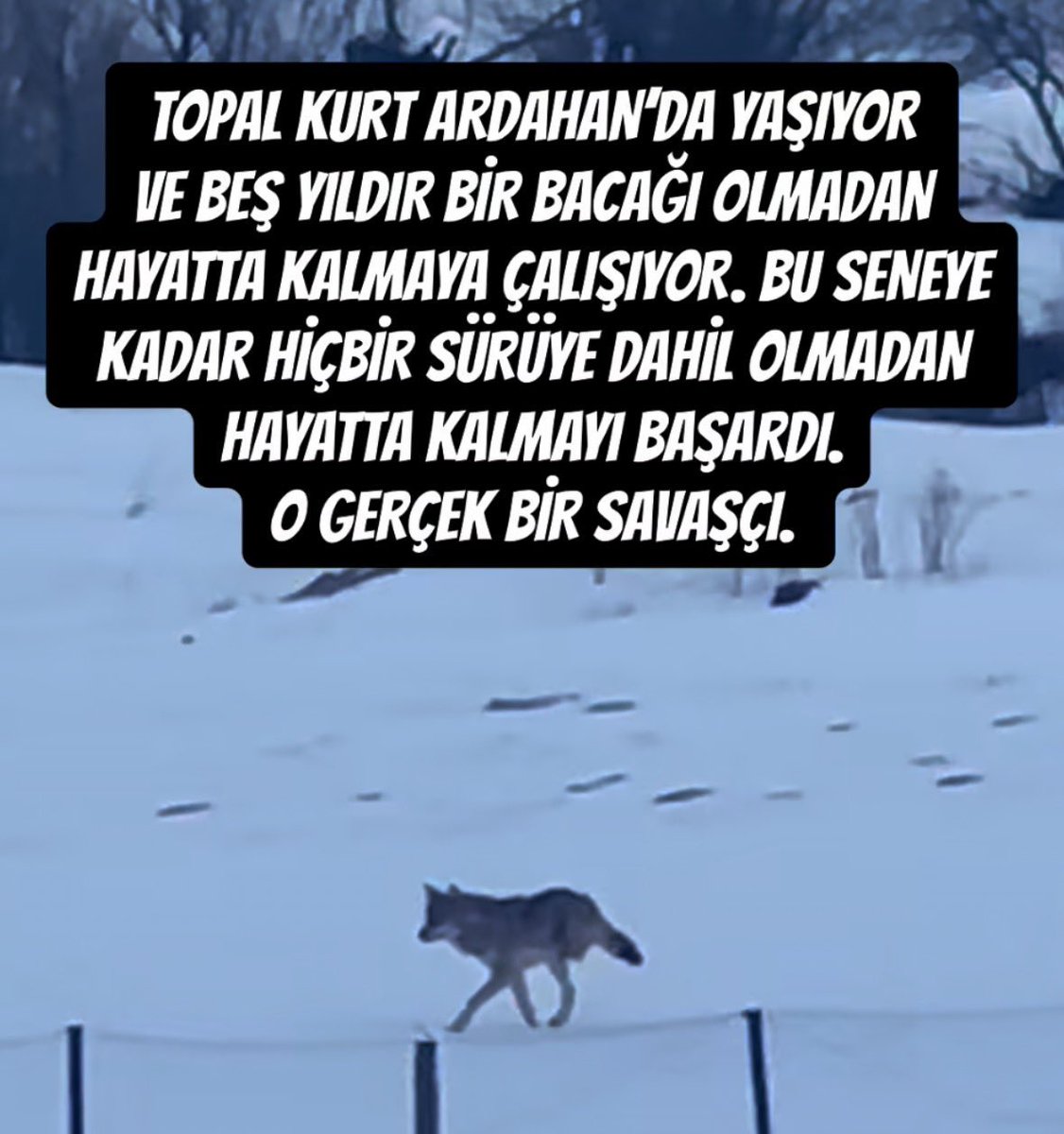 bashpush's tweet photo. bizdir https://t.co/aZrXF8yuYS