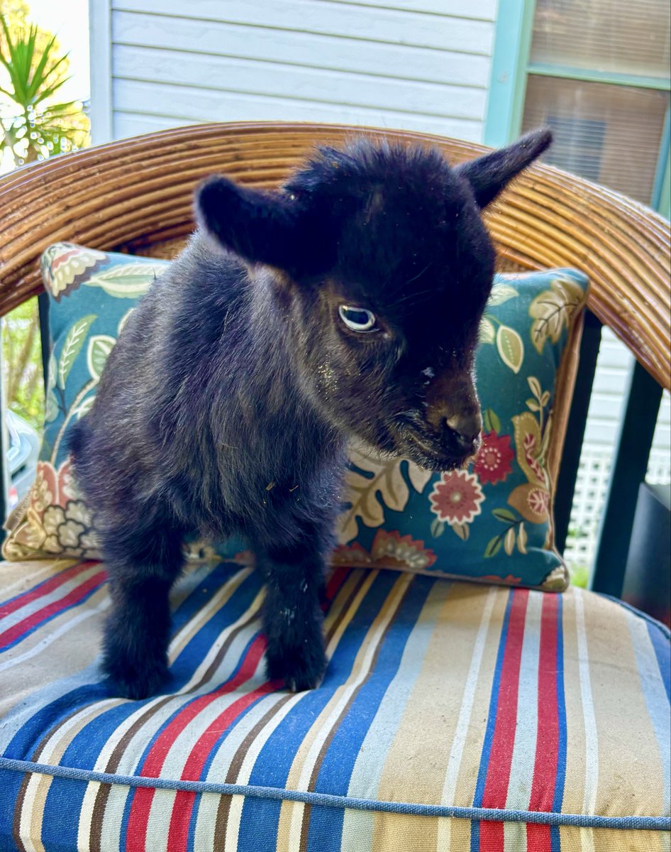 VanGoatFarm tweet media