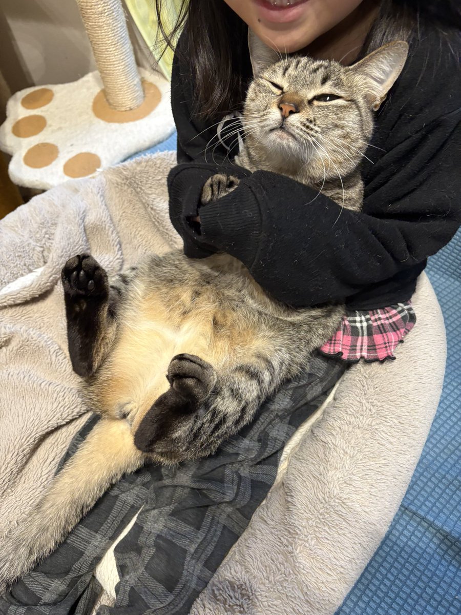 すずつむふう【我が家の可愛い猫's】 (@kagisuzu0531) / Posts / X