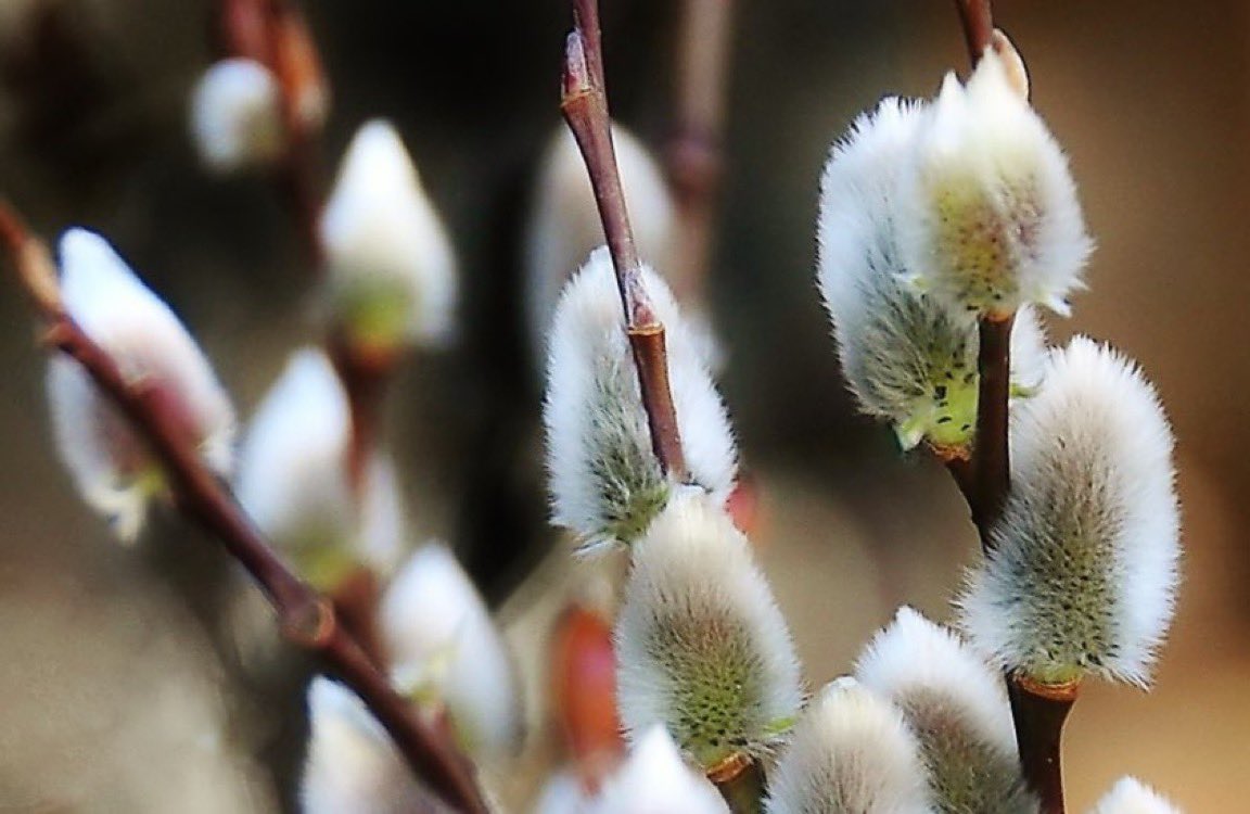 lilacblueblue's tweet photo. 2月12日の花：ネコヤナギ
花言葉：気まま

ヤナギ科
別名：エノコロヤナギ(狗尾柳)
日本原産

🍀万葉集　川楊＝猫柳
山の際(ま)に雪はふりつつしかすがに
この「川楊��は萌えにけるかも

☘現代語訳
山の辺りはまだ雪が降っていますが
この「川楊」は芽吹いています
待ちに待った春です 

#ﾅｴ花言葉 https://t.co/luMXTlFlI6