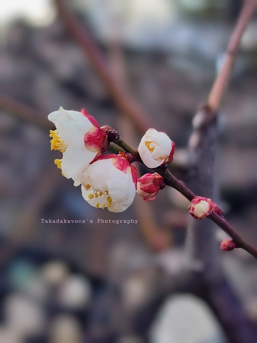 .

春を恋う心が
残る雪の日にも
冷たさの中で育んだ
愛らしいぬくもりを
咲かせ
優しくあなたを包みます

.
#おはようございます
#photography
