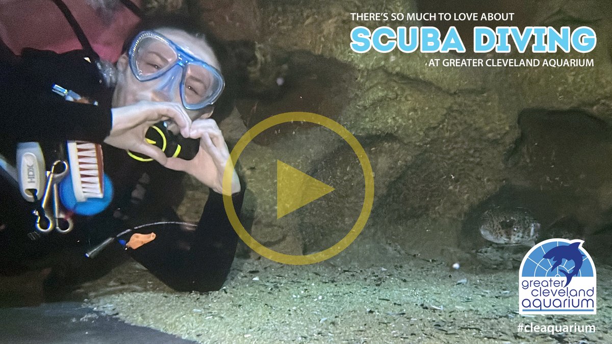 For That's A-Moray (now - February 15), members of the dive team share what they love about diving the shark habitat here @CLEAquarium youtu.be/wV2gEdgDU_c?si…
