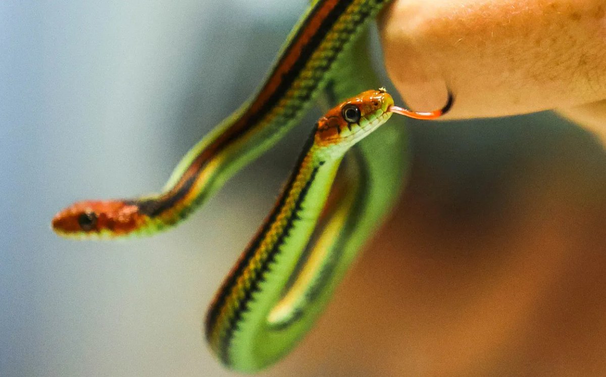 San Francisco Public Golf Alliance tweet media