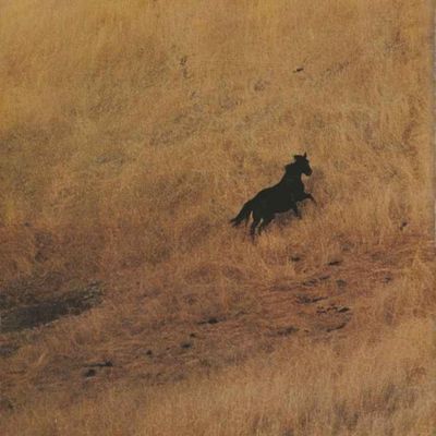 ahmetcelik's tweet photo. Kadını bir gürültüye sapladılar.
Evler tıkırtıydı, tıkırtıydı, tıkırtı
kahkahamın düşürdüğü çiçekleri bulamadılar
fırtınalı bir geceydi çünkü, bulamadılar
bombalar, bö sesleri, savaş alaborası...
Yaşamak bir tıkırtıydı, aldırmadılar.

"Acının Omuzlanışı" 
İsmet ÖZEL https://t.co/H4CjF5gHJq