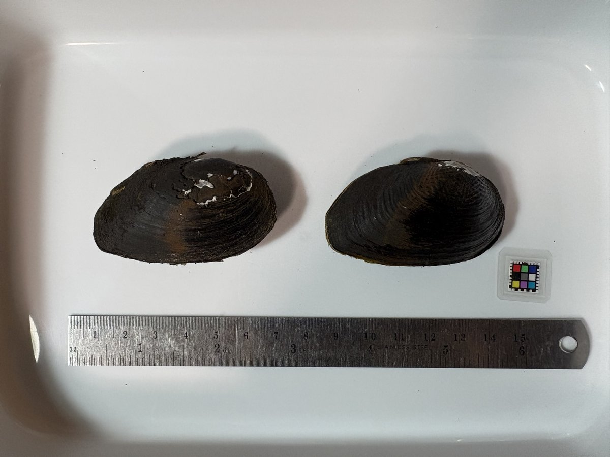 カワハヤ (@uu_nousonseitai) on Twitter photo 