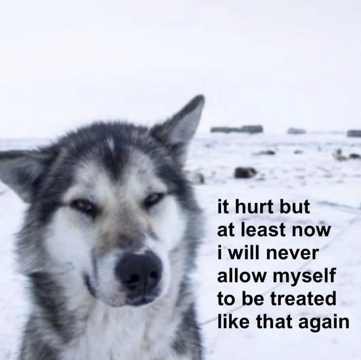 oak-feather tweet media