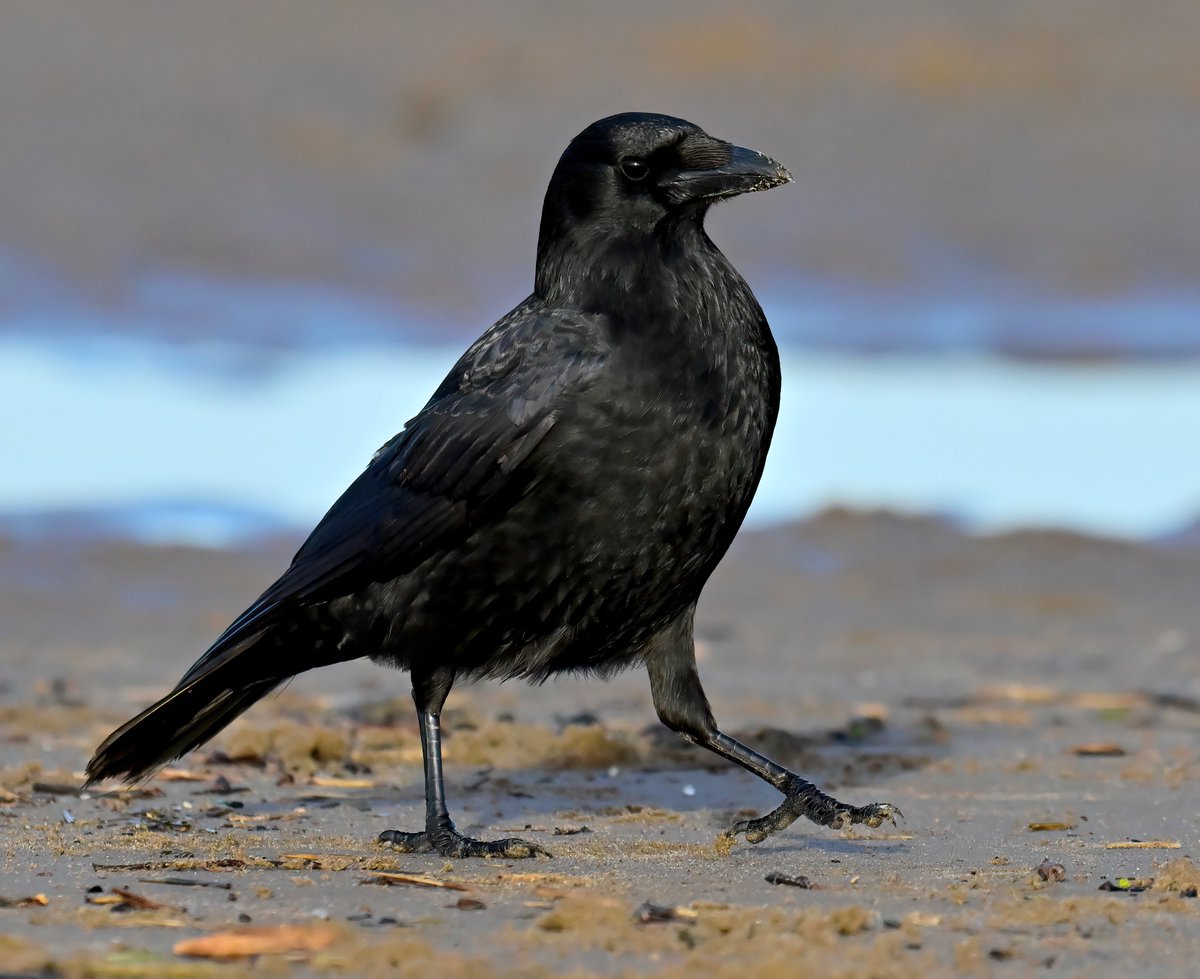 Carl Bovis tweet media