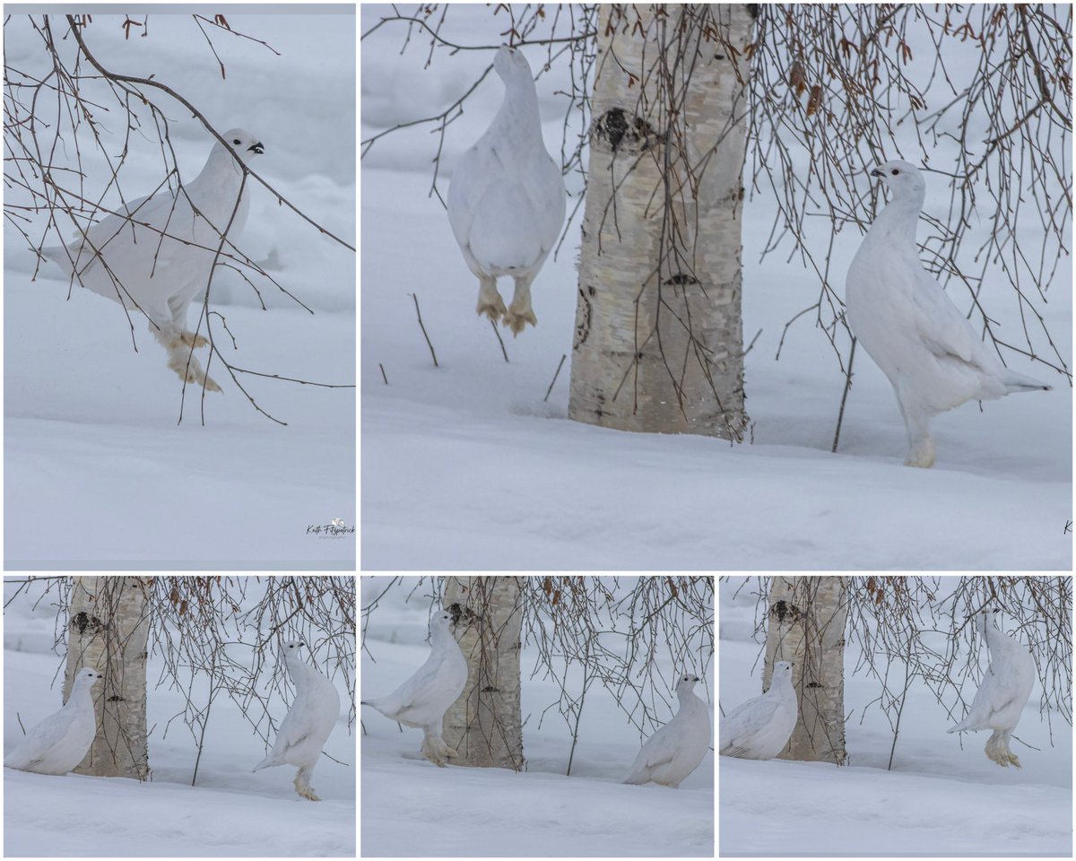 Keith Fitzpatrick tweet media