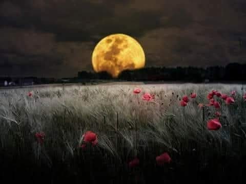 مادمت حياً فلا تأمن على نفسك الفتنة
 ولا تعيّب أحداً بمعصية ولا تتعجب من ذنب فعله
 ولا تستكثر طاعتك فما تدري بماذا يختم لك
معتز الكويتي