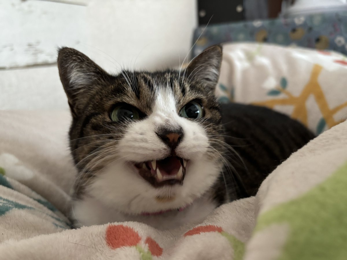 朝ごはんをお持ちしましたよ