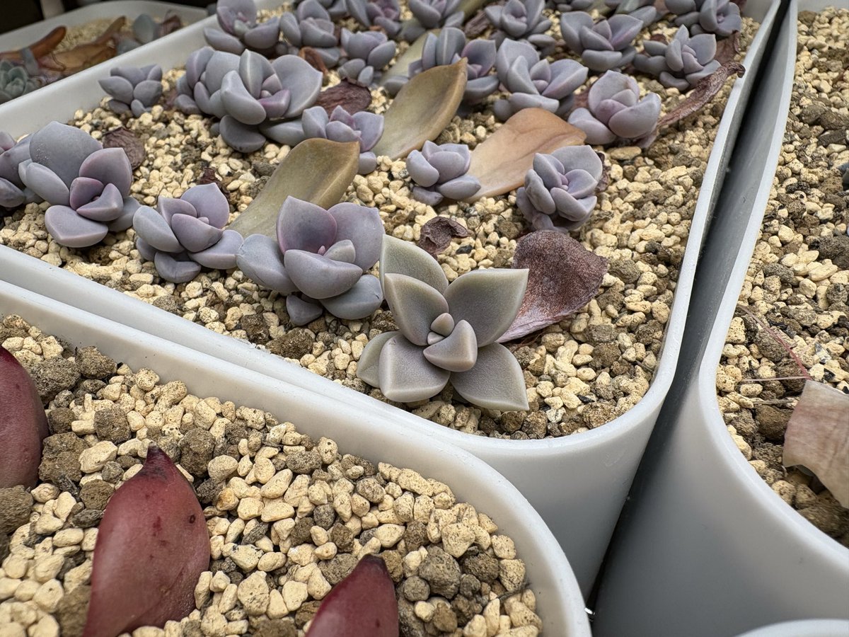 パープルディライトの葉挿しトレー。 うすうす思ってたけど、あなた