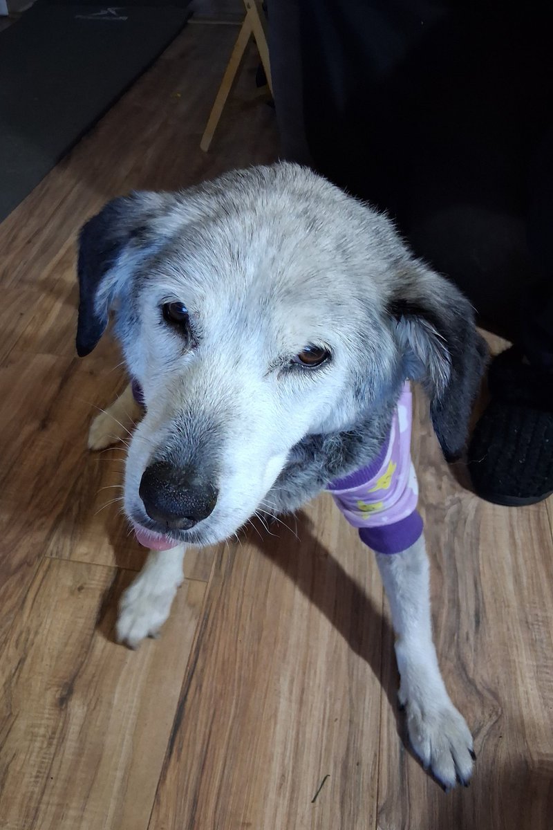 K, Lily & Jasper🌈 & Daphne🌈 tweet media