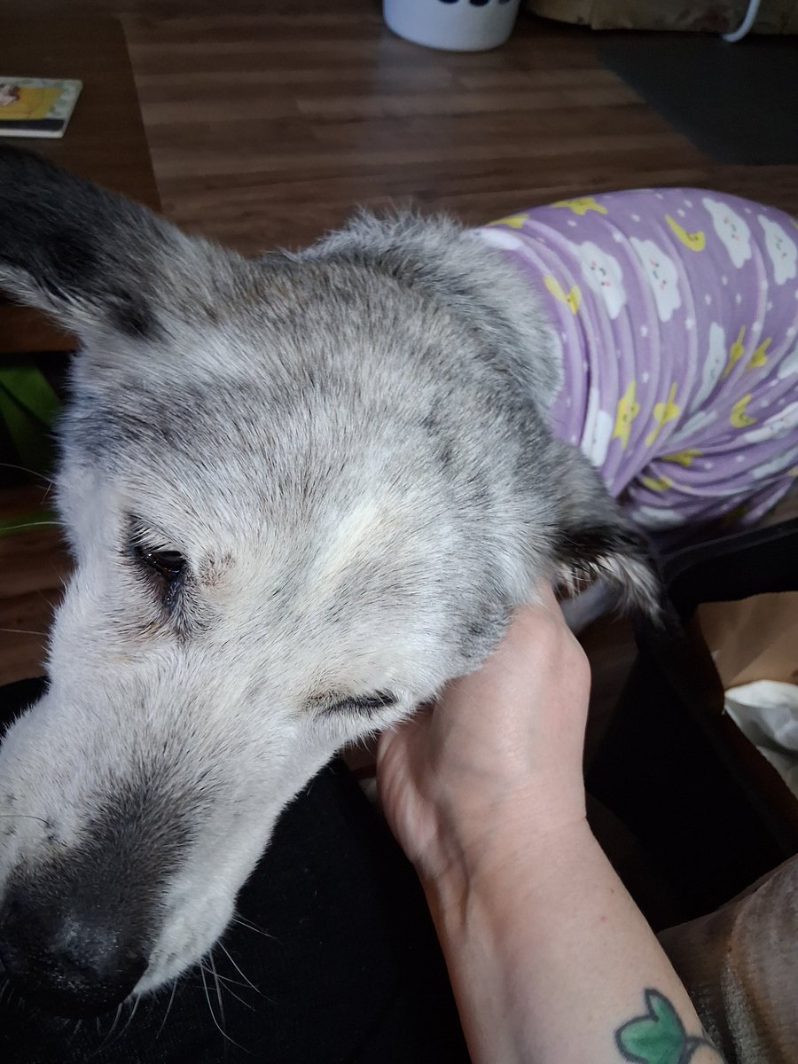 K, Lily & Jasper🌈 & Daphne🌈 tweet media