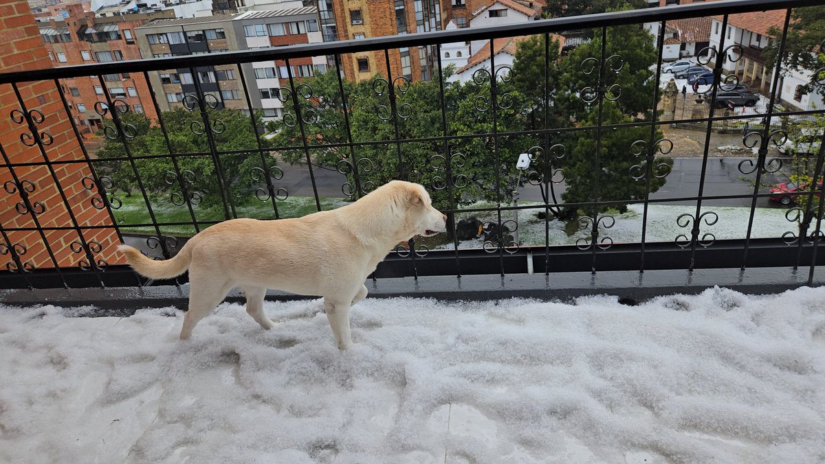 Es la primera vez para mi perrita en una granizada .... y es la mas feliz