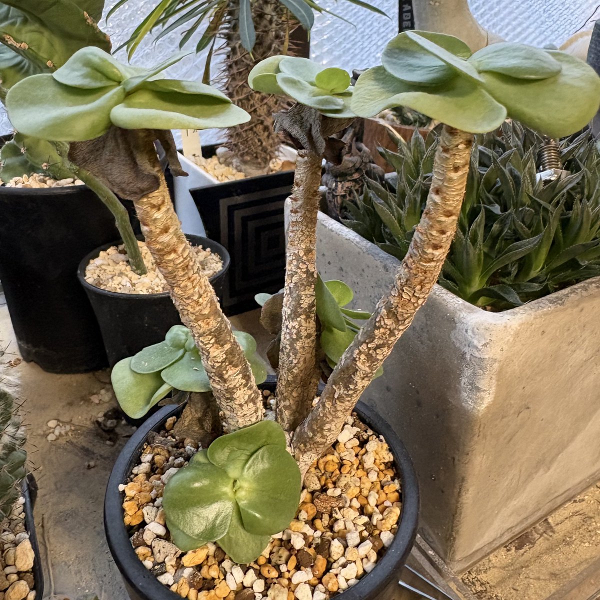 おはようございます🤩 2/12🪴 木曜日感でも月曜日感でもない不思議な