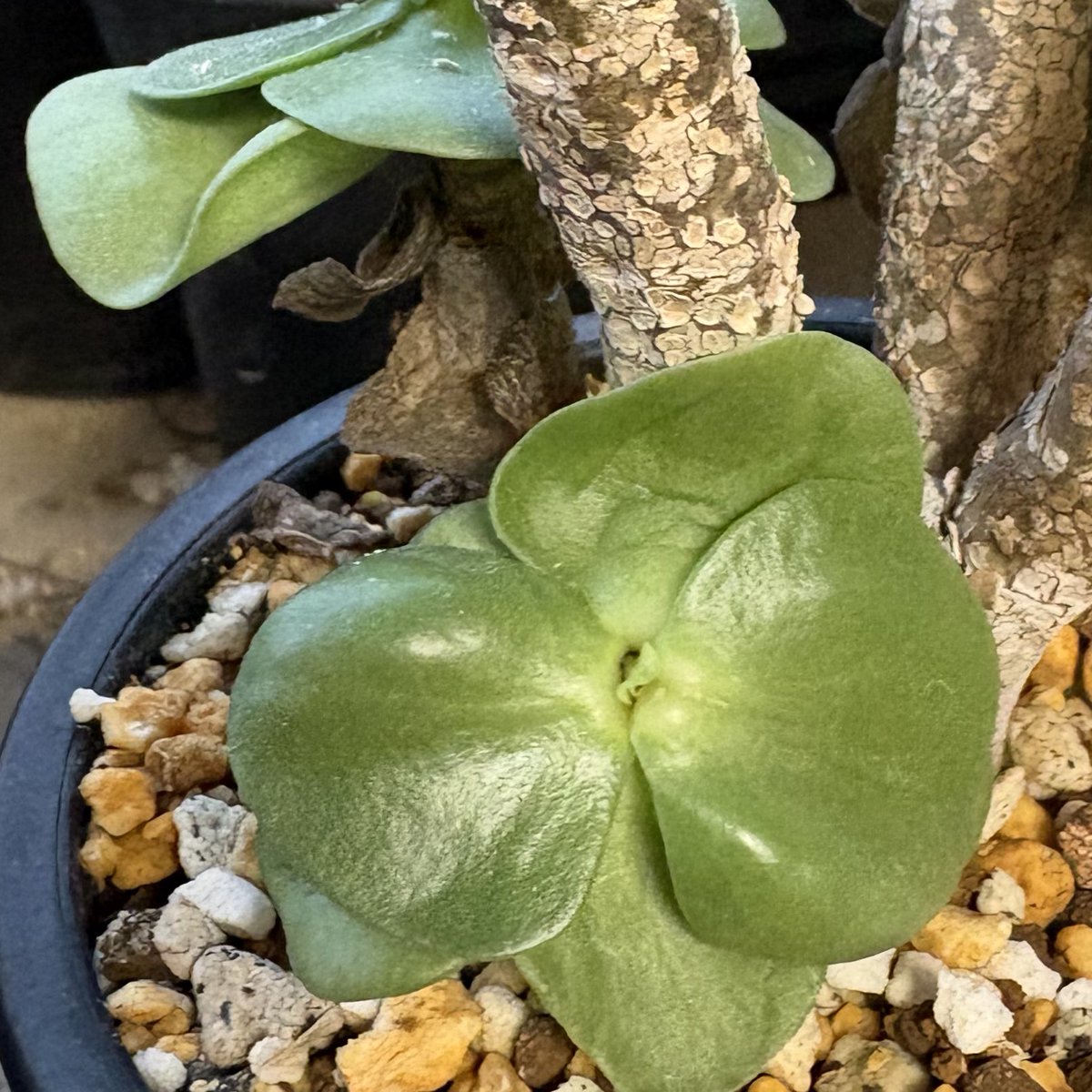 おはようございます🤩 2/12🪴 木曜日感でも月曜日感でもない不思議な