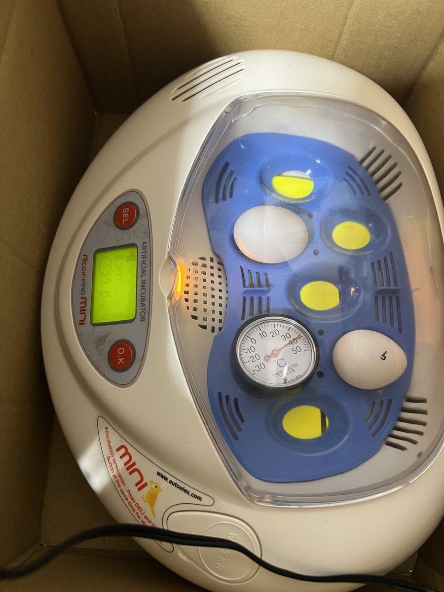 鳥部屋改修工事が明日から始まるので、ダイニングへ引越し🚚
雑然としてます😣
こんな時に　ニコちゃんの発情が再発しててお玉子🥚2個目をご出産㊗️  (無精卵)
念のため　リトルママにお任せしました🤱🏻