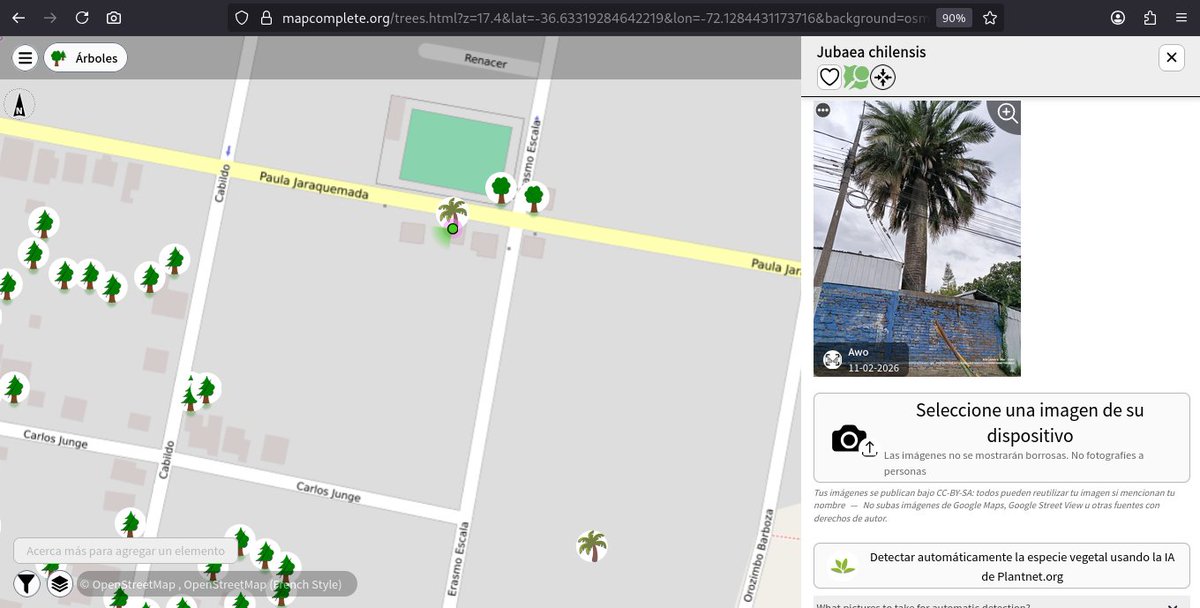 openmapchile's tweet photo. 📢🌴🇨🇱🗺️4981 individuos de #Palma chilena (Jubaea chilensis), mapeados en #OpenStreetMap Chile. Visor de árboles de #MapComplete https://t.co/KOBoZ6CTYL https://t.co/T52D3rSEEA