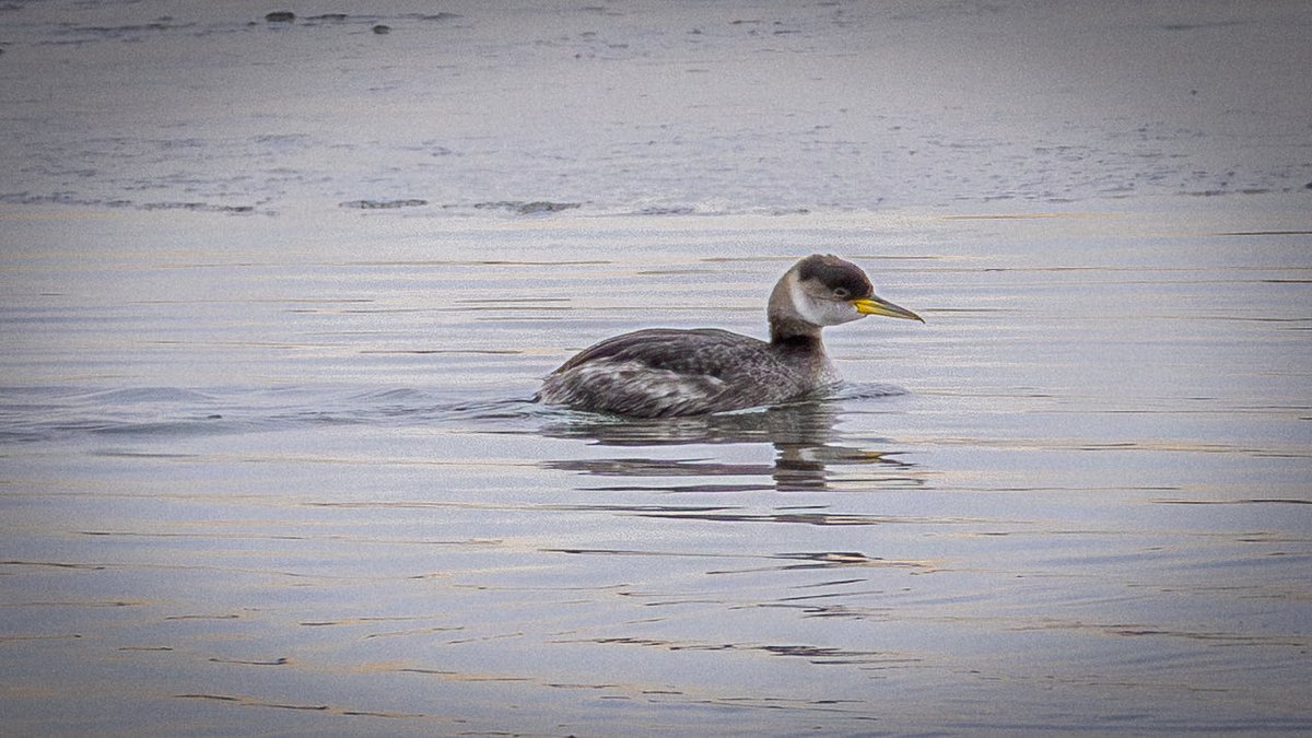 🦦Wild New York🐺 tweet media