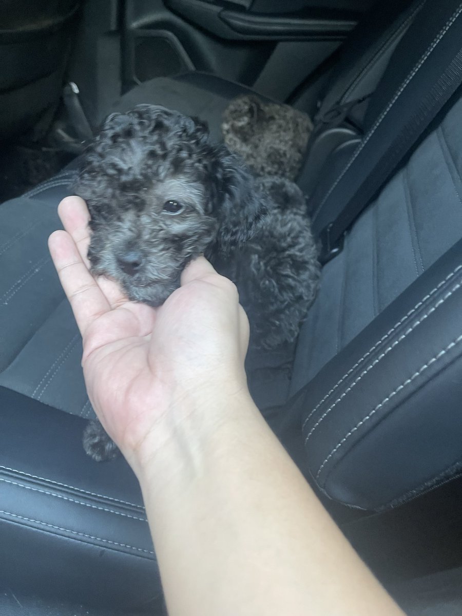 welcome my puppys’ #poodle