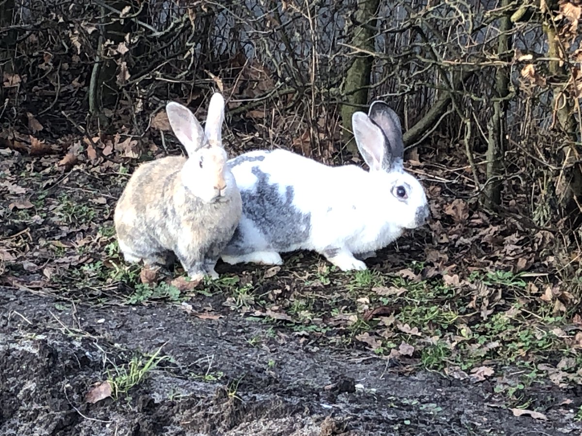 Guusje en Tinkerbell vermaken zich wel.