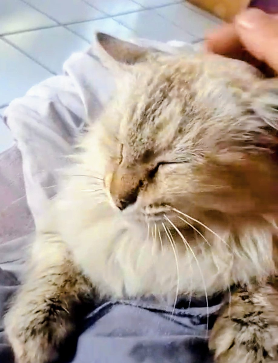 Luna, Mia y Hela son mix de siamés tabby point que fueron rescatadas y ahora buscan hogar en CDMX o Morelos, Mexico. Por favor ayuda cn RT <a href="/Alina_Gag/">Alina</a> <a href="/firulaisasalvo/">Firulais a salvo</a> <a href="/TlalpanVecinos/">Tlalpan Vecinos</a> <a href="/FundacionToby/">Fundación Toby</a> <a href="/Lupillapilla76/">Lupi</a> <a href="/gatitosasalvo/">🐾🐾Gatitos a salvo🐾🐾</a> <a href="/vecinosnapoles/">vecinosnapoles</a> <a href="/VivaMascotas/">Hablemos de Mascotas</a> <a href="/mascotasdifunde/">Difusión de mascotas</a>